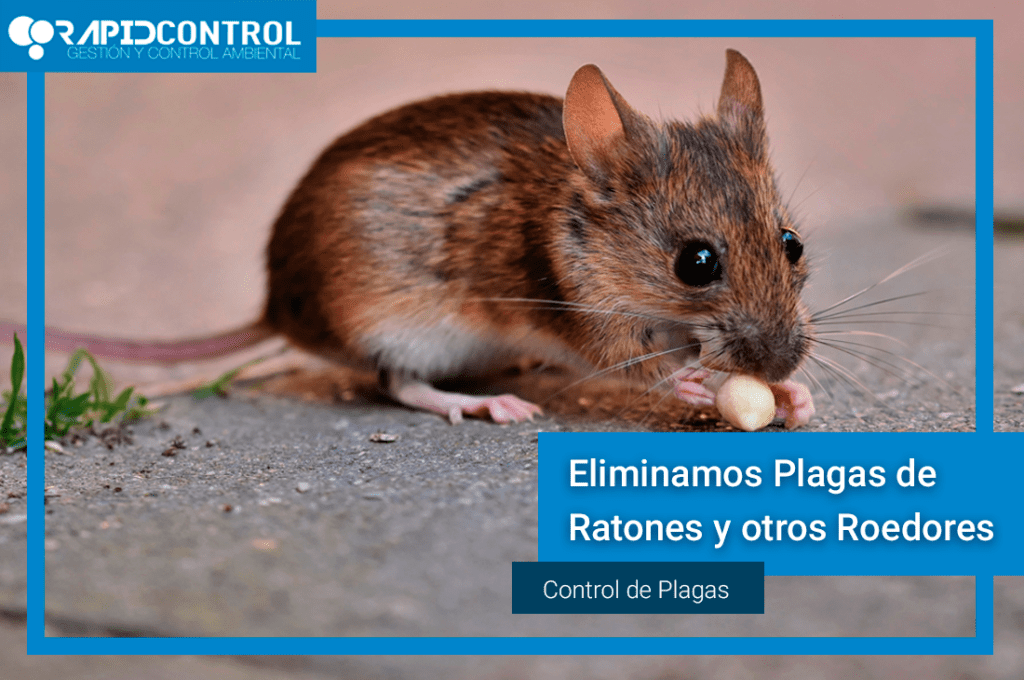 eliminacion de ratones