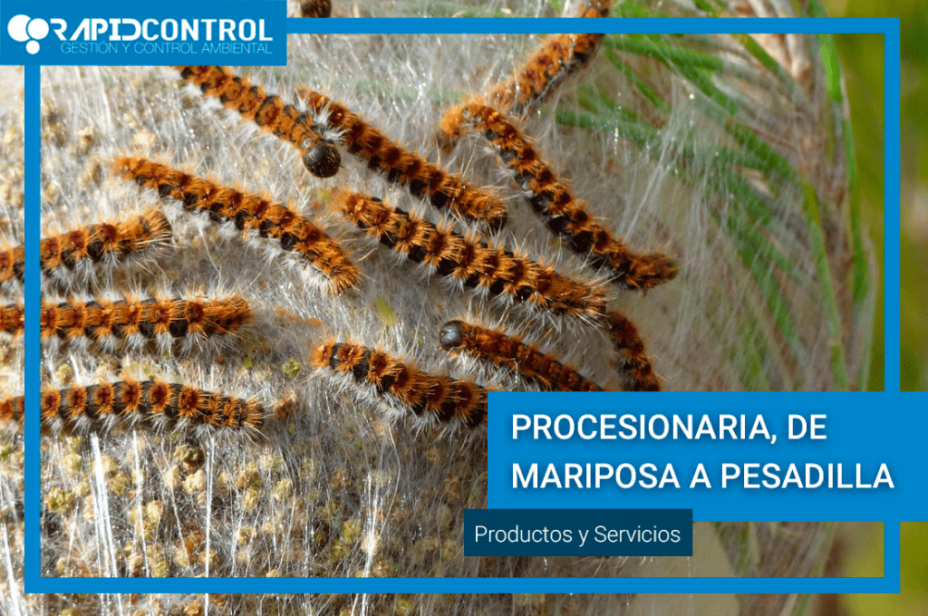 oruga procesionaria del pino