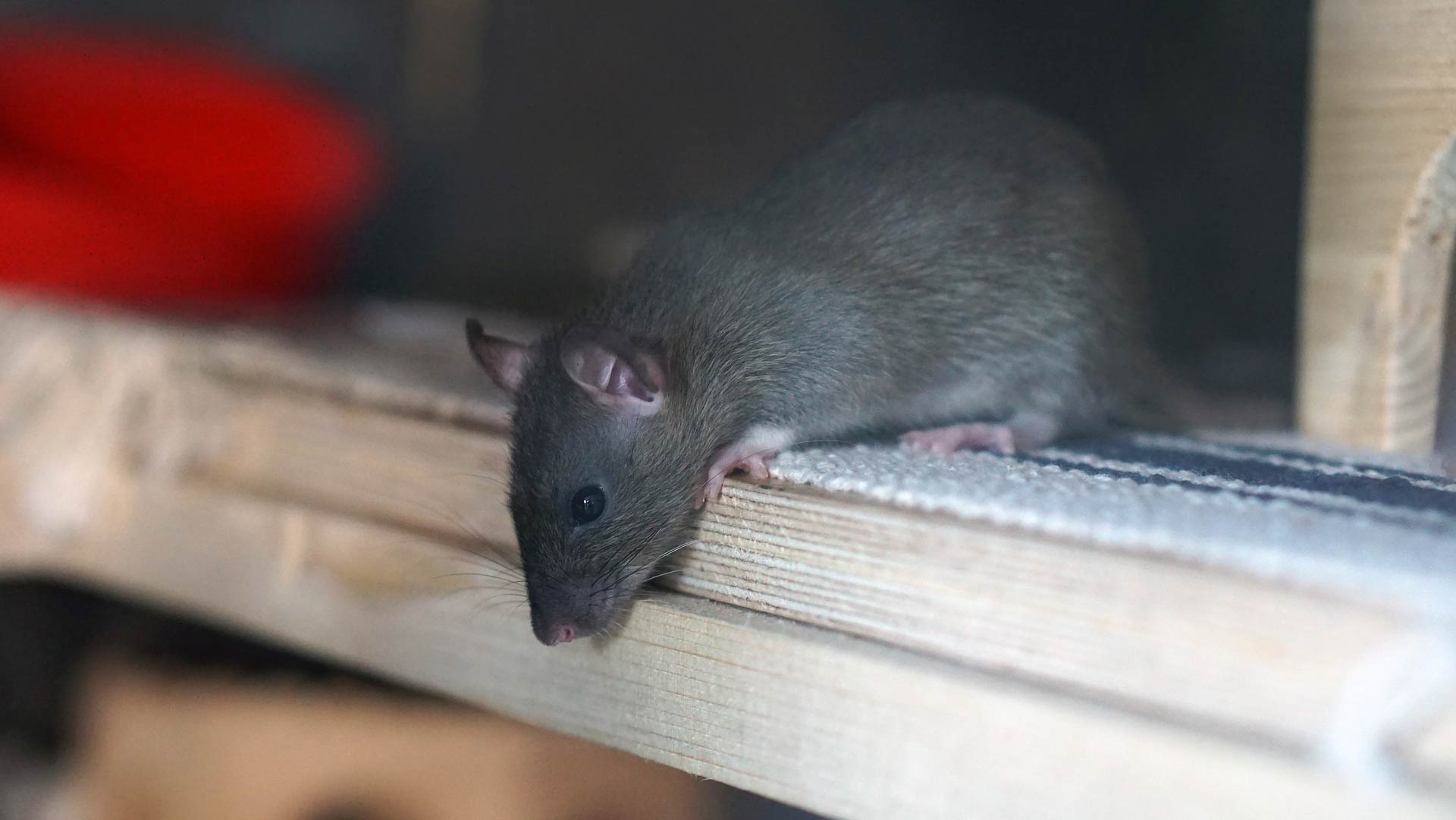 Eliminar Plaga de Ratas