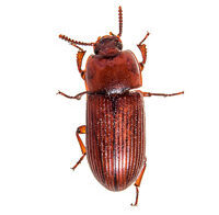 Escarabajo-rojo-de-la-harina