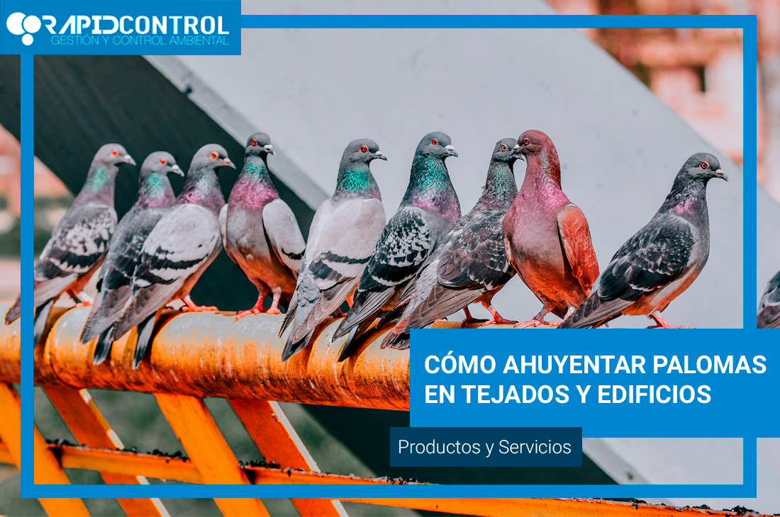 ➽ ¿Cómo Palomas en edificios? Control