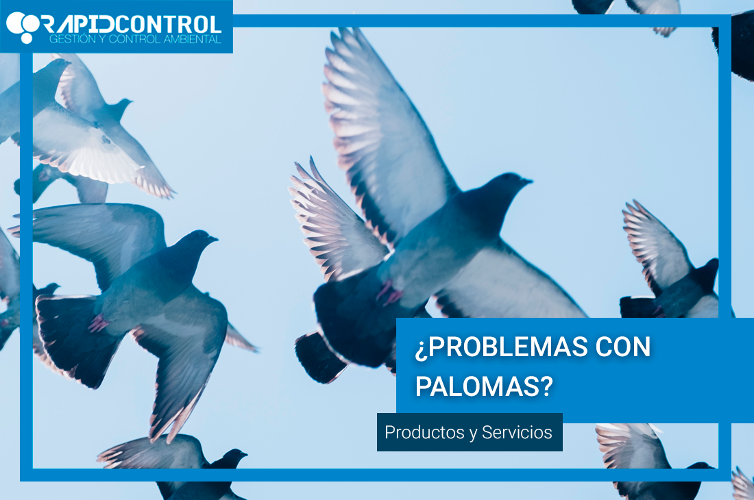 problemas-palomas