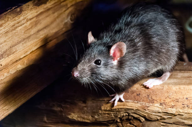 Desratización: cómo eliminar ratas