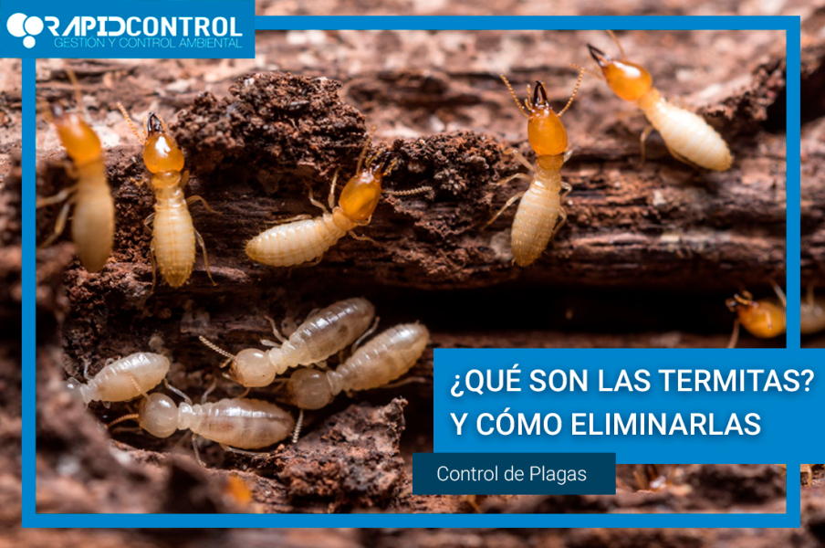 Que son las termitas y cómo eliminarlas