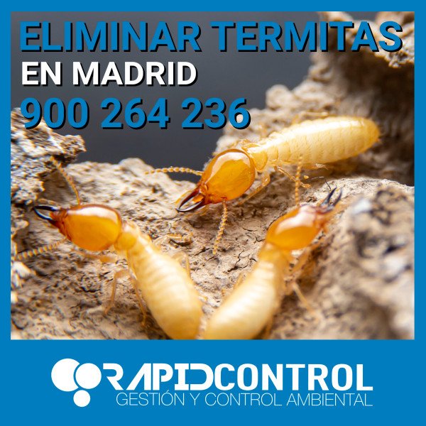 Como Eliminar Termitas en MADRID