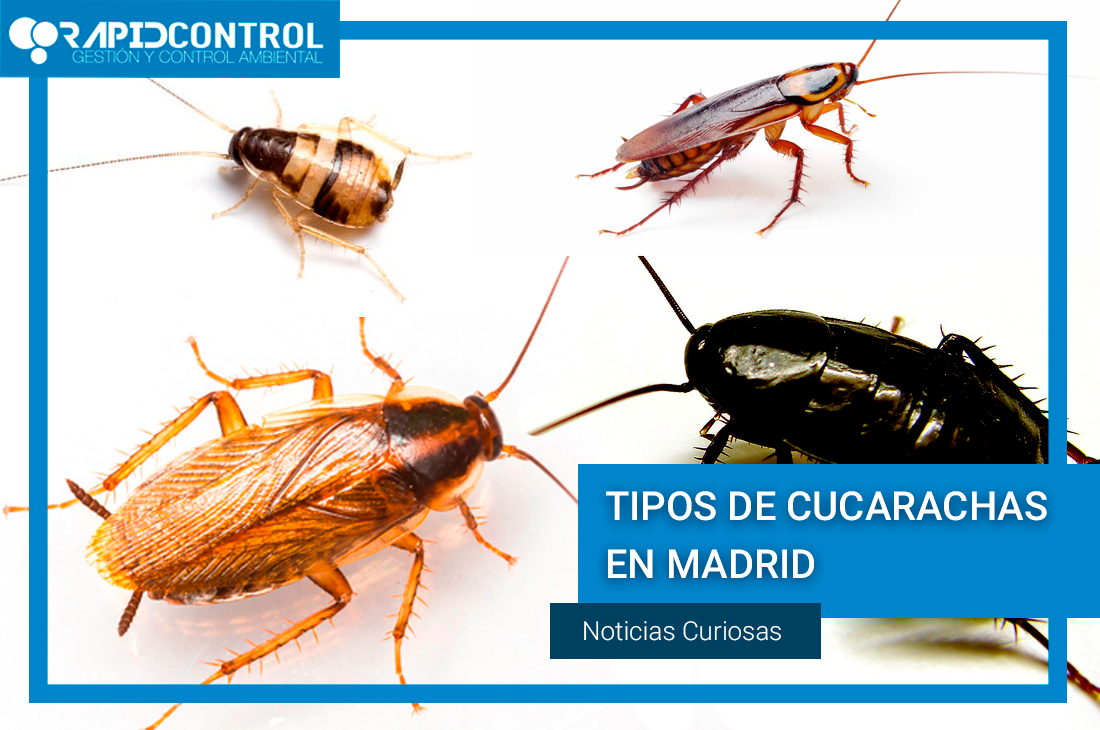Tipos de cucarachas en Madrid