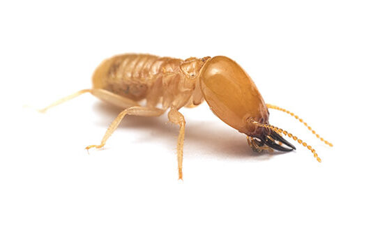 termita-obrera