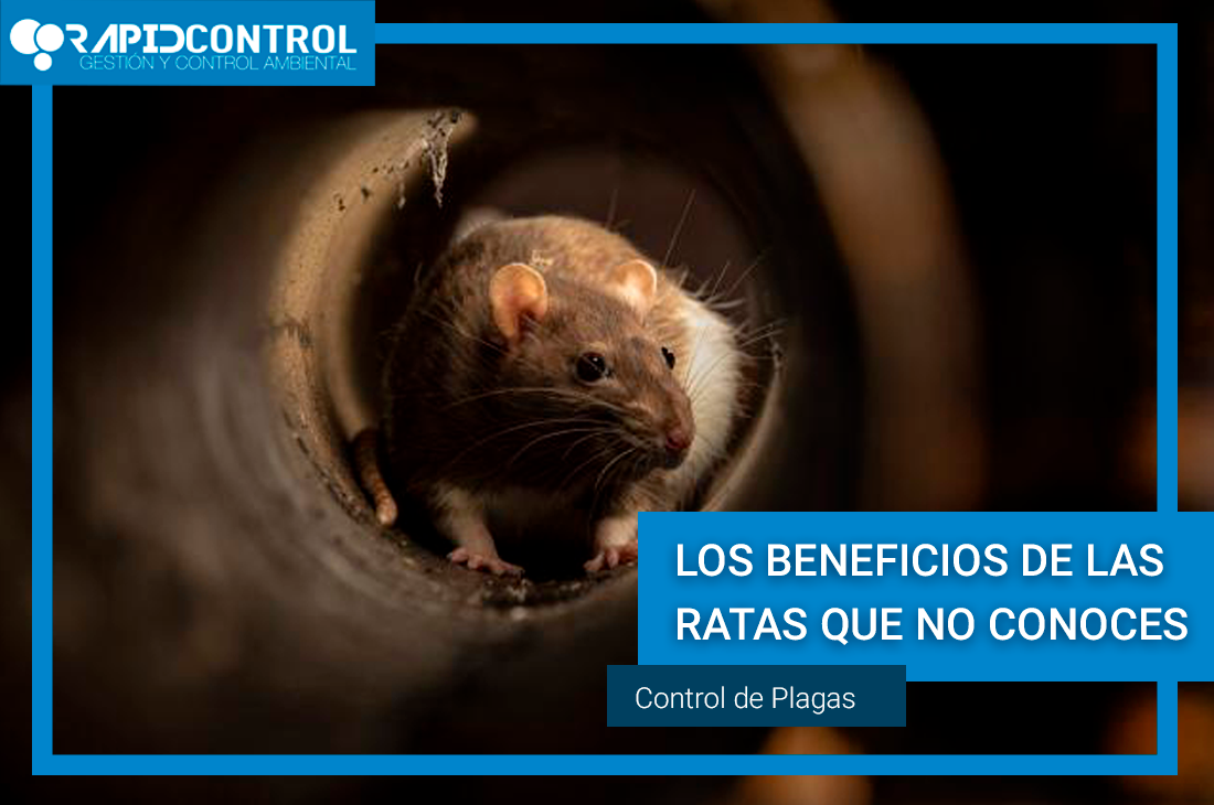 BENFICIOS-RATAS