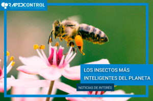 RAPIDCONTROL Tu Empresa de Confianza en Control de Plagas y Desinfección. 900 264 236 / 91 878 71 53 https://www.rapidcontrolplagas.com/los-insectos-mas-inteligentes-del-planeta/ #plagas #controldeplagas #endoterapia #picudorojo #orugaprocesionaria #roedores #ratas #ratones #desratizacion #Legionella #CalidaddelAgua #HigieneSanitaria #DesinfecciónAmbiental #GestióndePlagas #chinches #chinchesdelacama #cucarachas #fumigacion #insectos #termitas #limpieza #covid #pestcontrol #salud #mosquitos #hormigas #medioambiente #palomas #desratización #desinsectación #desinfeccion