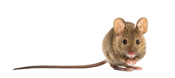 raton domestico