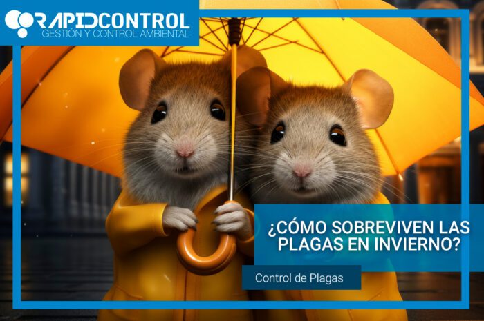 Plagas de Invierno | Como Mantenerlas Alejadas de Nuestro Hogar