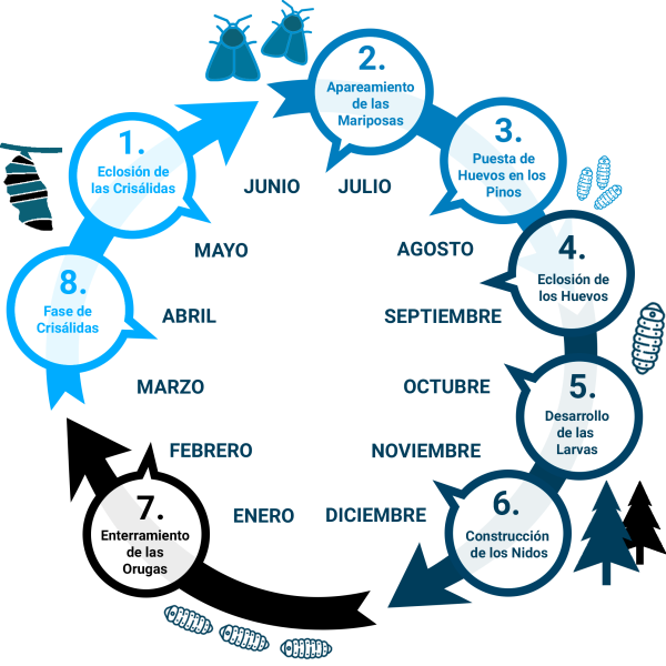ciclo-de-vida-oruga-procesionaria